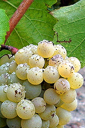 grape cluster