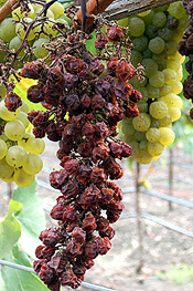 grape cluster