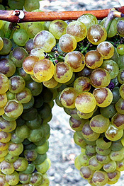 grape cluster