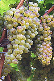 grape cluster