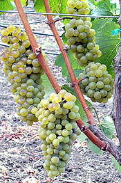 grape cluster