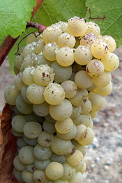 grape cluster