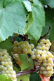 grape cluster