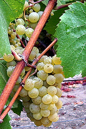 grape cluster