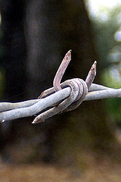 barb wire